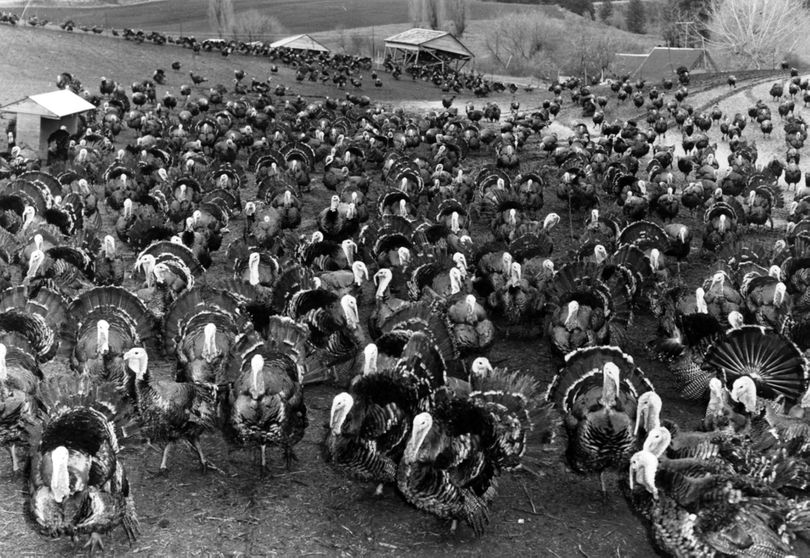 The Steele Turkey Farm on Moran Prairie.  (The Spokesman-Review)