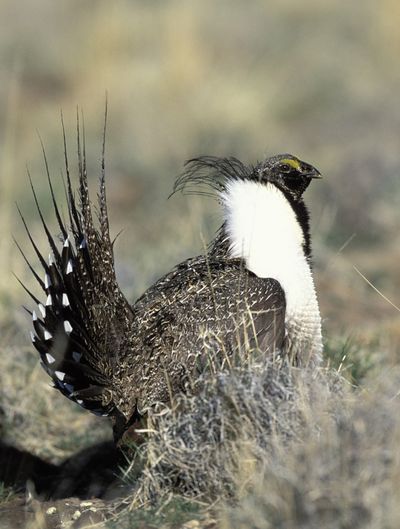 The sage grouse, shown here, is a threatened species in the state of Washington. Farmers and ranchers in Douglas County are being offered compensation to help protect the birds’ habitat.  (File Associated Press)