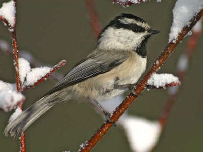 
Woodruff is focusing his attention to birds, such as this mountain chickadee, through a camera lens.
 (Photo by Michael Woodruff / The Spokesman-Review)