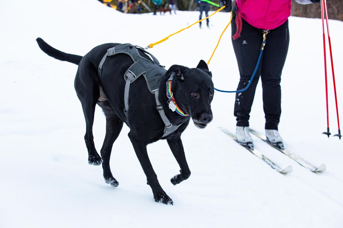 A black labrador retriever gallops down the trail during a skijoring clinic for Winterfest at Mt. Spokane on Sunday, Jan. 13, 2019. Winterfest was hosted by the Spokane Nordic Ski Association at Selkirk Lodge, and skijoring, the winter sport of dogs pulling their ski-riding owners, was the last clinic of the day. (Libby Kamrowski / The Spokesman-Review)