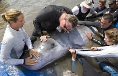 
Marine mammal rescue volunteers  examine a pygmy sperm whale Sunday at the Marine Mammal Conservancy  in Key Largo, Fla. Associated Press
 (Associated Press / The Spokesman-Review)