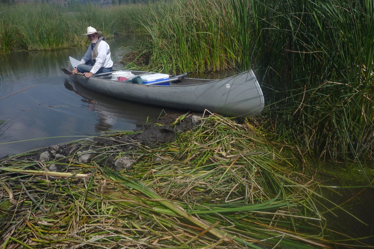 Jim Kujala waits for Outdoors editor Rich Landers to reboard their canoe after they dragged it over a new beaver dam blocking the Rock Creek outlet channel into Bonnie Lake, which is in Whitman and Spokane counties.  (Rich Landers)
