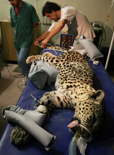 
 Personnel at Tel Aviv's Beit Dagan veterinary hospital perform tests on a leopard that  entered a house Monday in southern Israel. 
 (Associated Press / The Spokesman-Review)