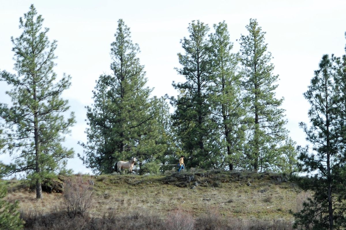 A curious horse on a hill stops to look at people below on the first weekend of April 2020, in the Slavin Conservation Area in the West Plains, Spokane County, Wash. (Sherry Kenady / For The Spokesman-Review)