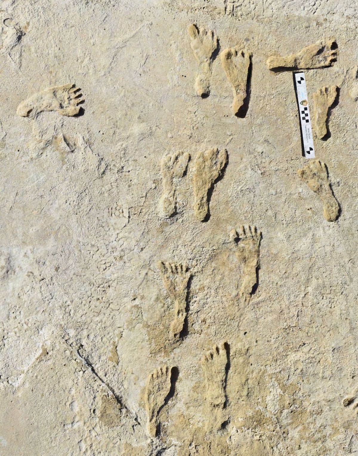 Footprints found at White Sands National Park in New Mexico.  (National Park Service/Handout)