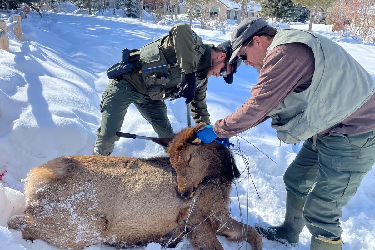 After anesthetizing the elk, Fish and Game staff removed a wire tomato cage from around its neck.  (Courtesy IDFG)