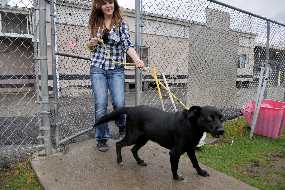 Shayna Beeching, left, 17, brings a dog to the exercise yard at SCRAPS in Spokane Valley Thursday, March 15, 2012. Beeching is a teen volunteer who helps photograph animals and puts the photos on the internet. JESSE TINSLEY jesset@spokesman.com  (JESSE TINSLEY)