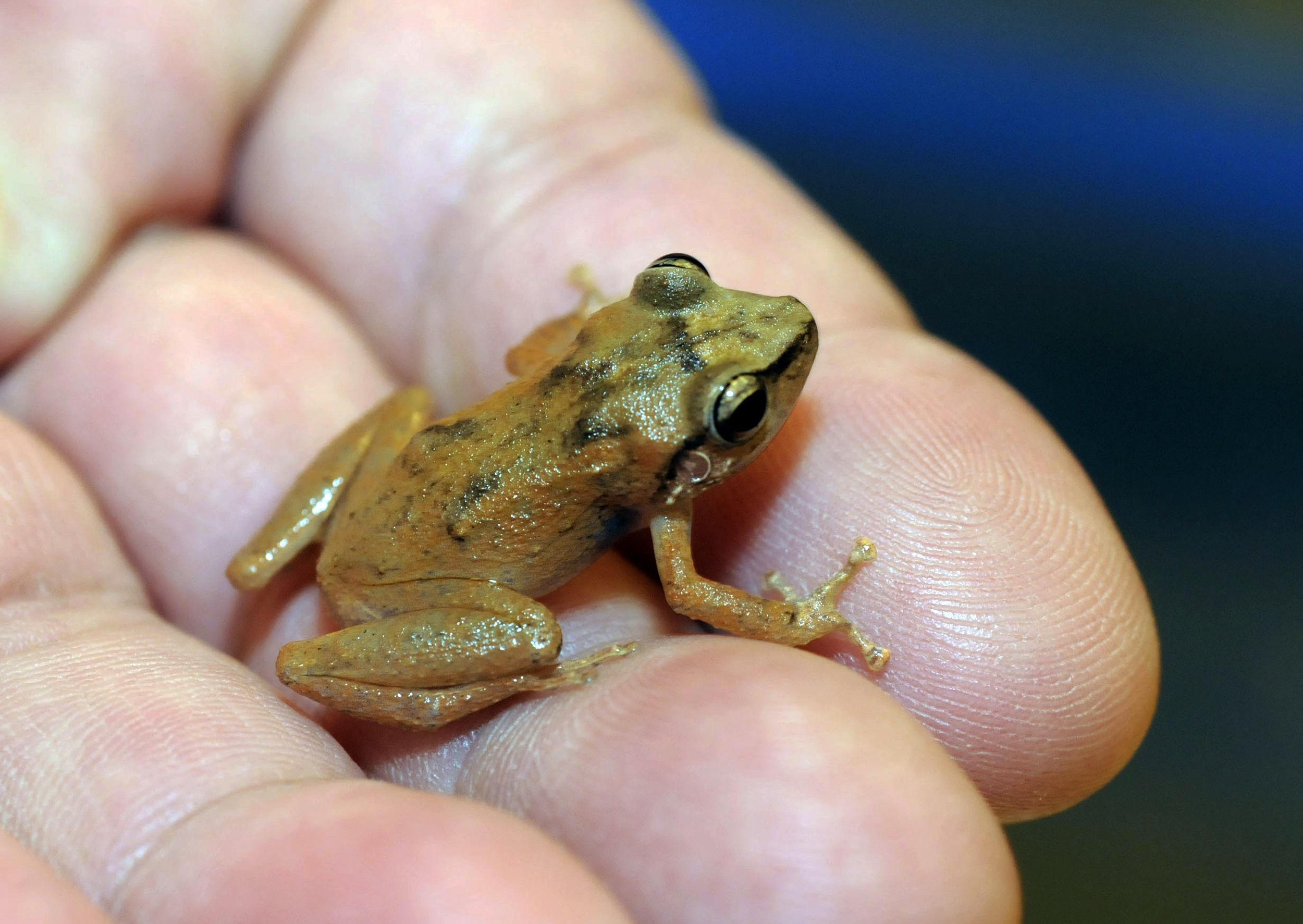 Tiny frog becoming major noise problem in Hawaii | The Spokesman-Review