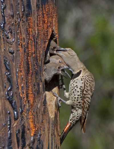 A northern flicker feeds its young in a cavity excavated in a creosote-treated power pole near Colbert. Two cavities weakened the pole and forced the Bonneville Power Administration to replace it. However, the crews cut out the section of pole with the nest and fastened it against an intact pole. The parents resumed feeding their young chicks after the work was done. 