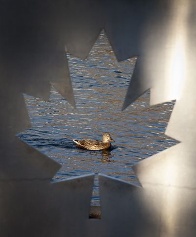 Going against the flow: A female mallard, seen through the Canadian flag sculpture in Riverfront Park, swims upstream in the Spokane River on Thursday. (Colin Mulvany)