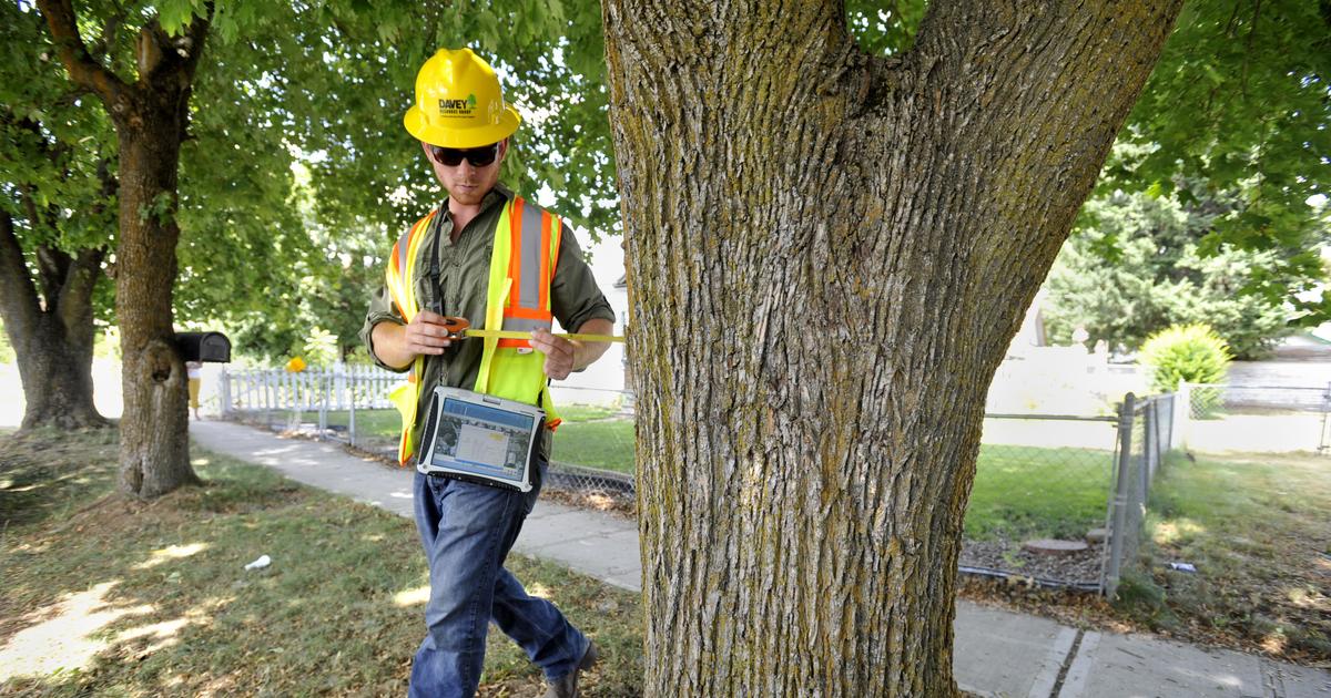 Inventory counts city's trees, charts condition, evaluates role