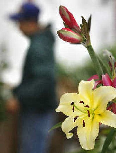 
A yellow oriental lily below blooms at Dautoff's.  
 (The Spokesman-Review)