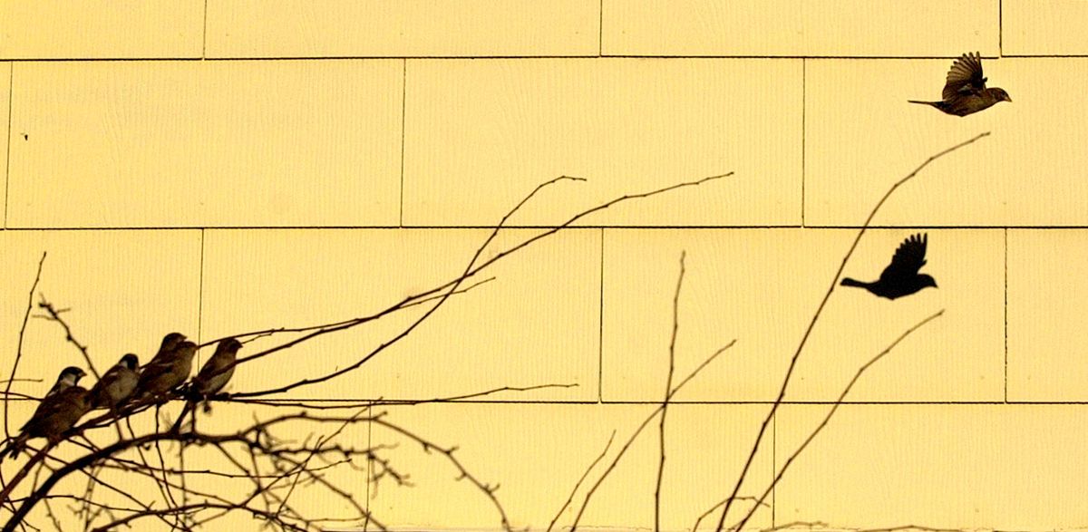 House sparrows huddle together as temperatures start to return to winter conditions. (File photos / The Spokesman-Review)