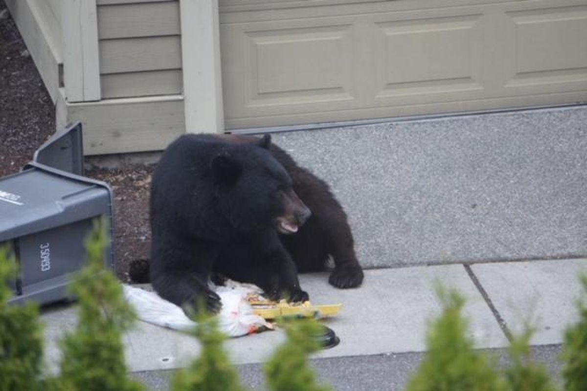 The Washington Department of Fish and Wildlife is five years into a study of bears in the Cascades living near the I-90 corridor. Preliminary findings indicate many of these bears are overweight and dying young. (King County BearSmart / Courtesy)