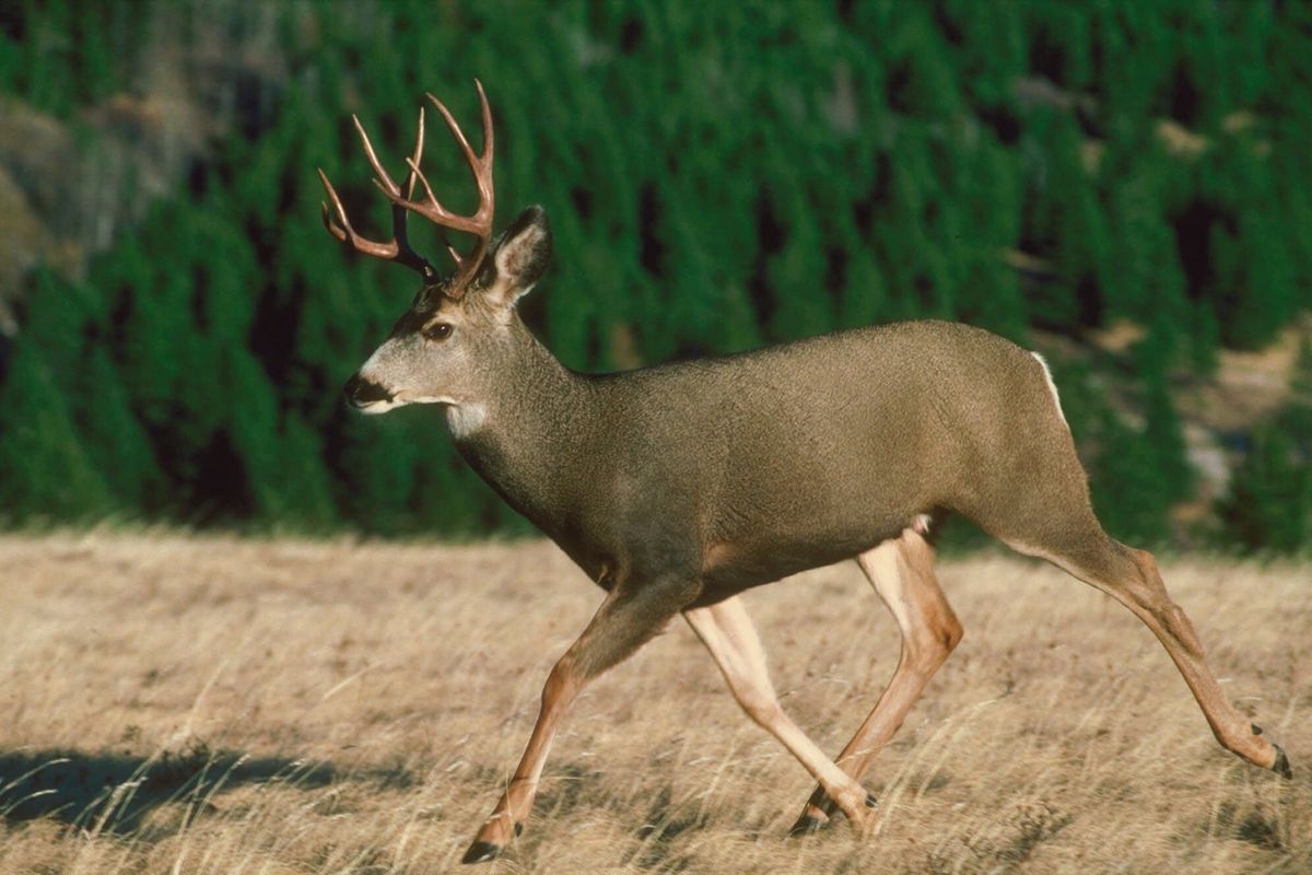 Mule deer are common in the higher elevations and throughout Ferry County, but their overall numbers are low compared to white-tailed deer on a district scale.  (Associated Press)