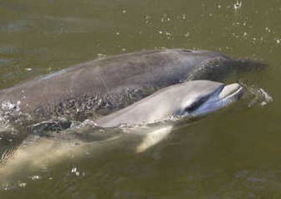 
A dolphin calf, right, surfaces Monday next to her mother, Castaway, about an hour after birth.Associated Press
 (Associated Press / The Spokesman-Review)