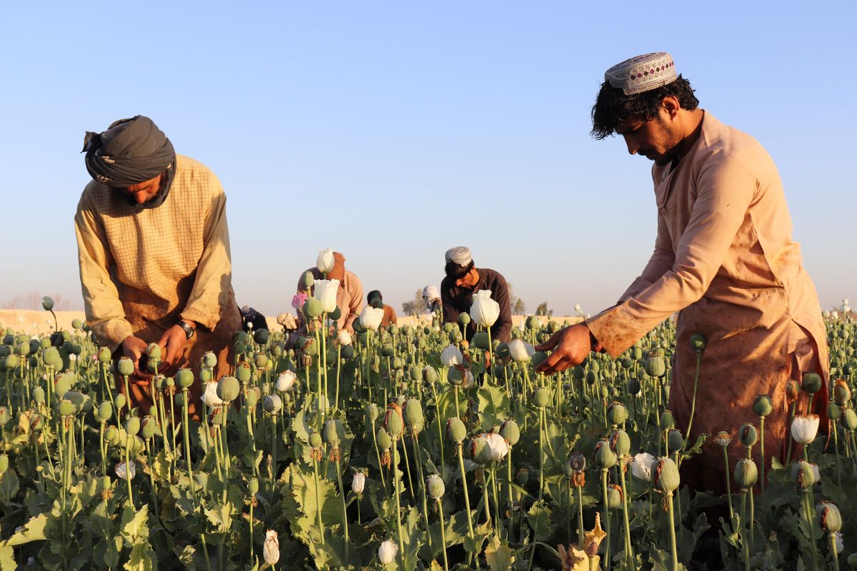 Afghan farmers harvest poppy in Nad Ali district, Helmand province, Afghanistan, on Friday.  (Abdul Khaliq)