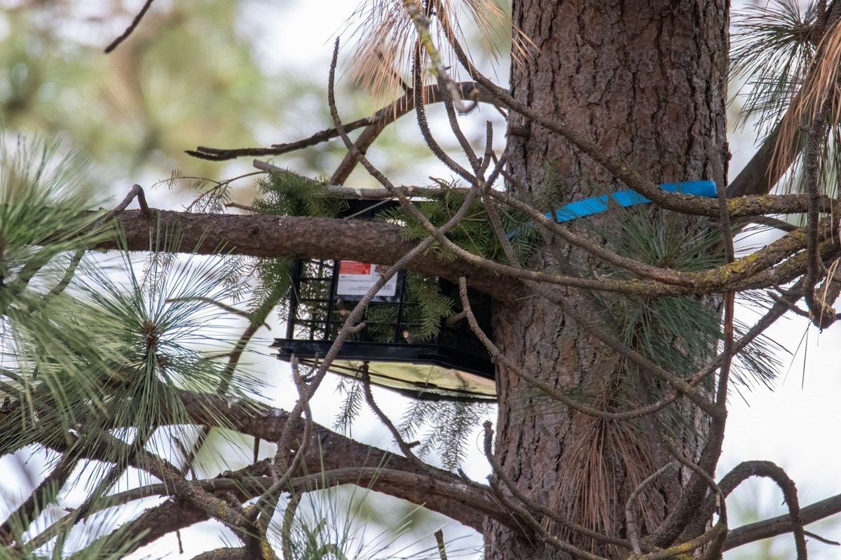 A family of great horned owls is using this box as a nest after volunteers with the Spokane Audubon Society placed it in a tree on the Whitworth campus in 2022.  (Courtesy of Allie Raye)