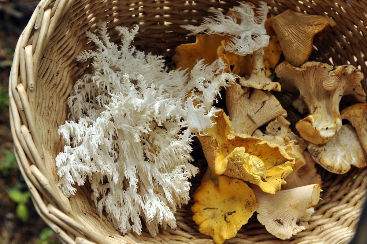 Chris Mueller, owner of Bistro on Spruce, harvested these golden chanterelles and lion’s mane in northern Idaho on a recent mid-October morning.