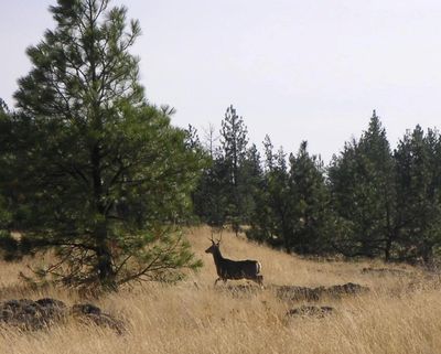 A fork-horn mule deer buck -- to small to be legal game for hunters in most of Eastern Washington. (Adam Lynn)