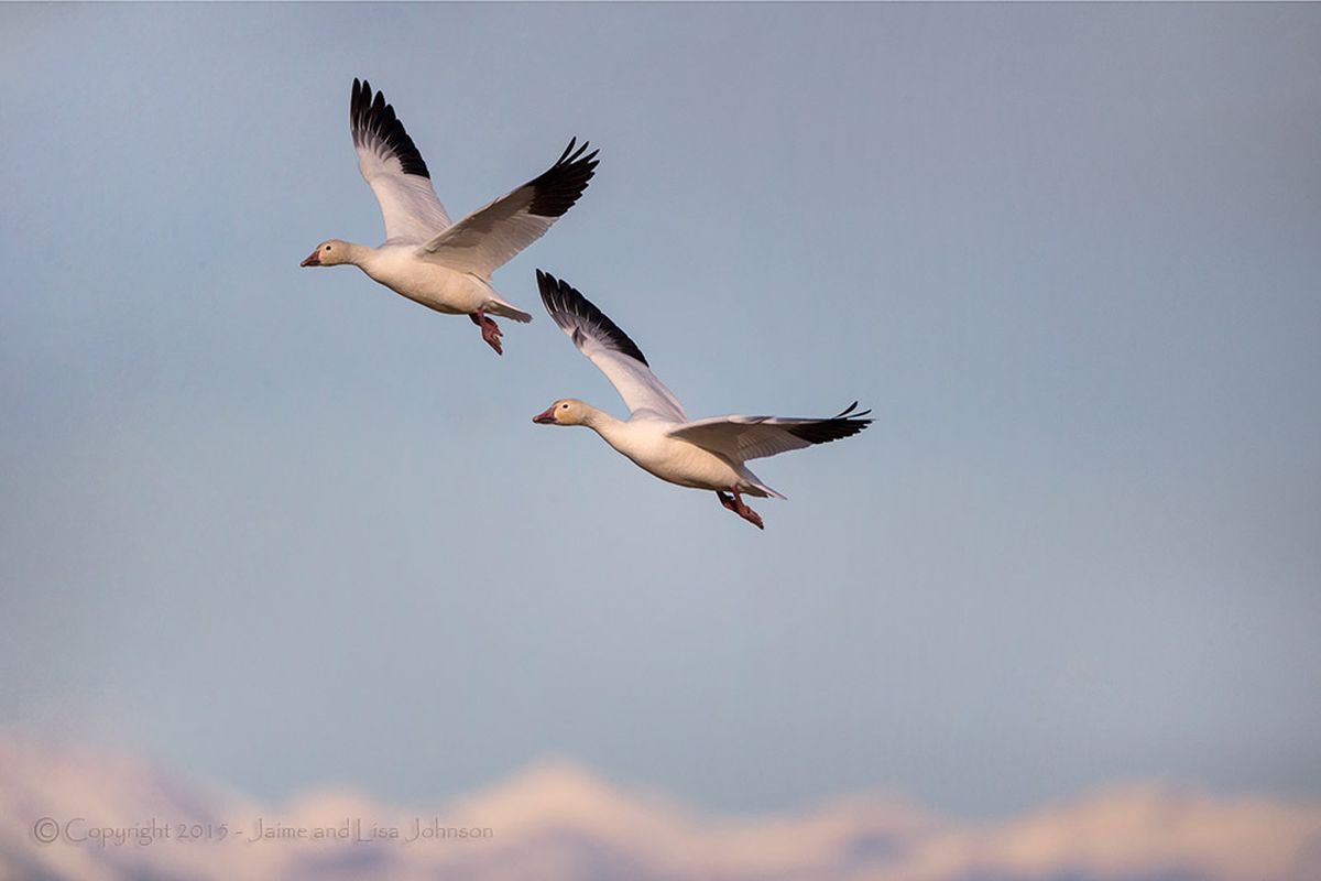 Snow geese at Freezeout Lake, Montana, in March 2015. (Jaime Johnson)