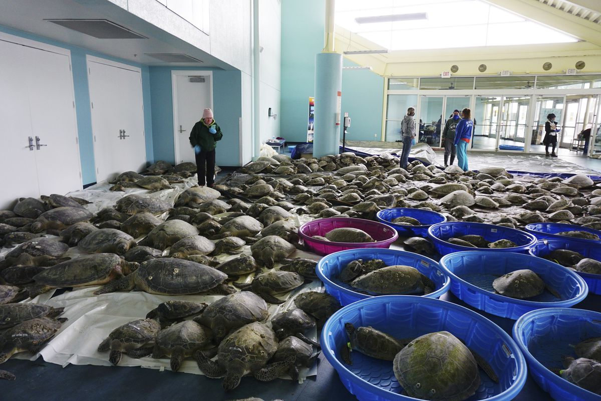 FILE - In this Feb. 16, 2021, file photo, thousands of Atlantic green sea turtles and Kemp