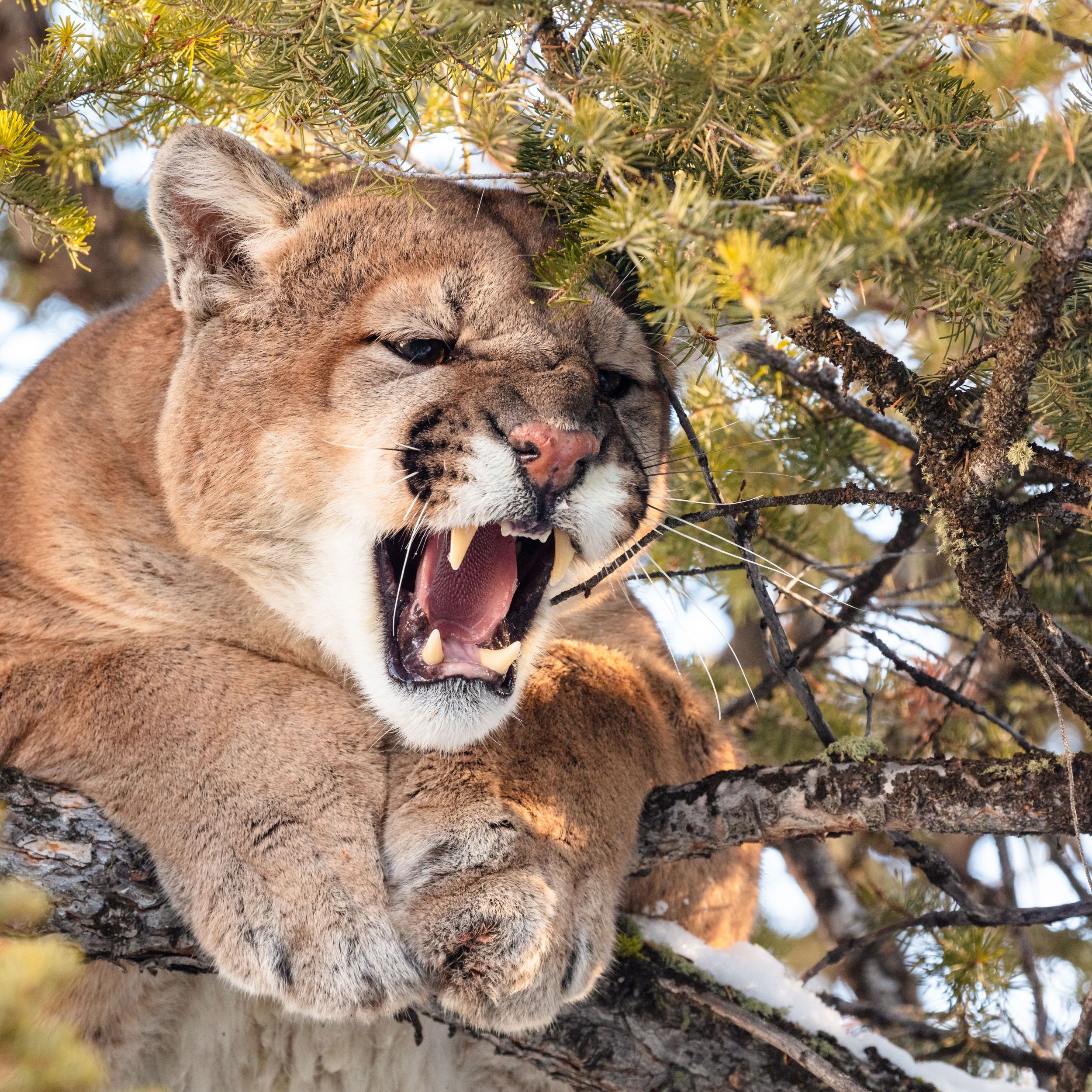 Yellowstone Cougar Project providing insight to lions' lives, deaths | The  Spokesman-Review