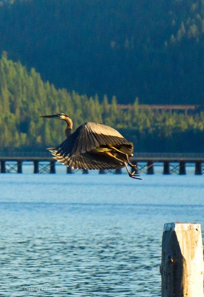 On the Trail of the Coeur d'Alenes near Harrison, a bike rider paused to capture a heron taking off from a pylon.