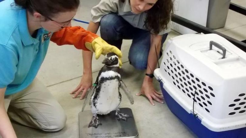 Zoo Boise veterinarian Holly Holman weighs one of the zoo’s Magellanic penguins as part of an annual wellness exam. (Zoo Boise / Idaho Statesman)