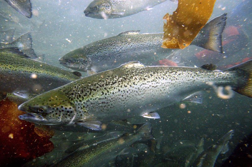 Thousands of Atlantic salmon were released into Puget Sound on Sunday after a marine net pen collapsed.. (Robert F. Bukaty and Jason Leighton / File/Associated Press)