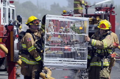 Spokane firefighters rescue two parrots from the Ugly Duck, a building supply liquidator on West Sinto Avenue in Spokane’s West Central neighborhood.  (Jesse Tinsley / The Spokesman-Review)