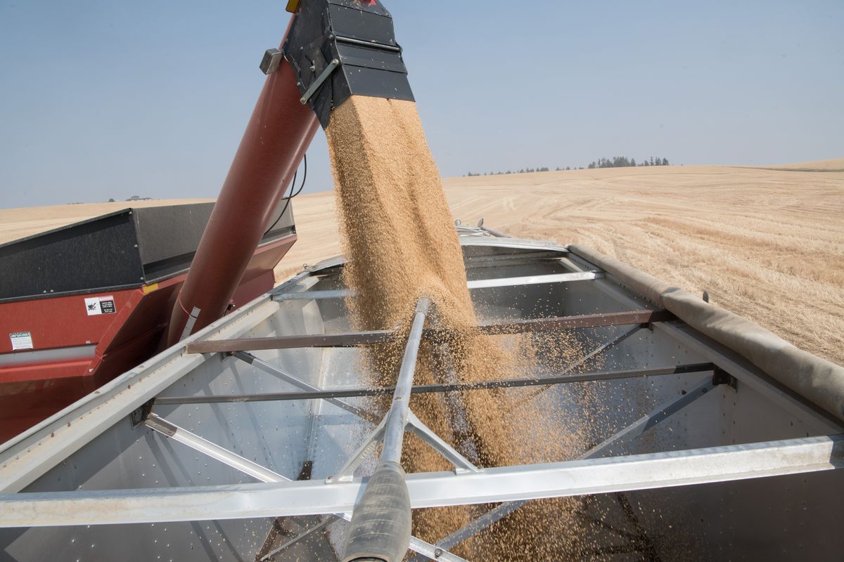 Wheat spills into a hopper trailer during the August 2018 harvest on a farm in Reardan. (TYLER TJOMSLAND/The Spokesman-Review)