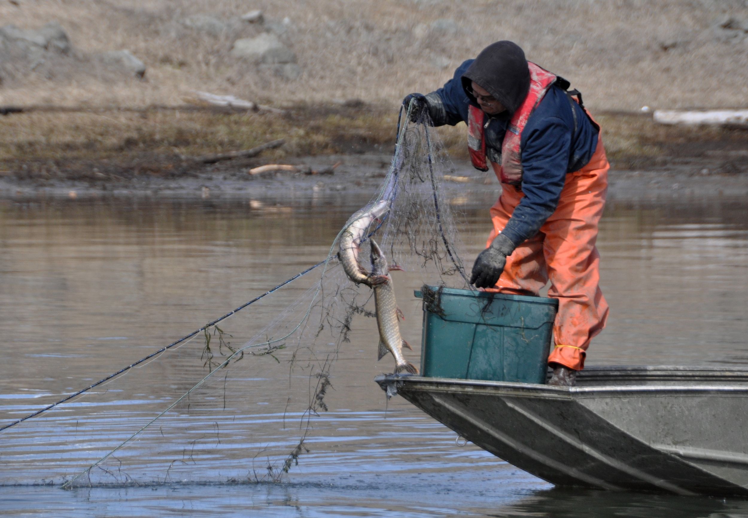 Gillnets set to remove 5,700 northern pike from Pend Oreille River
