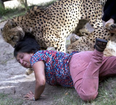 Violet D’Mello, of Aberdeen, Scotland, was photographed by her husband, Archie, during a visit to a game reserve near Port Elizabeth, South Africa. The couple were visiting the enclosure in which the hand-reared cheetahs were kept. (Associated Press)