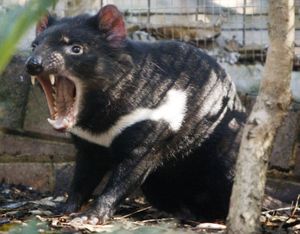 In this Oct. 17, 2008 file photo, Tex a Tasmanian Devil reacts in his enclosure at Sydney's Taronga Zoo. Fierce as they are, Tasmanian devils can't beat a contagious cancer that threatens to wipe them out. Now scientists think they've found the disease's origin, a step in the race to save Australia's snarling marsupial. (AP Photo/Mark Baker, File)  