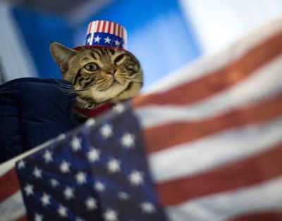 Uno, an American shorthaired cat, from Trenton, N.J., is seen during the meet the breeds companion event to the Westminster Kennel Club Dog Show, Saturday, Feb. 11, 2017, in New York. (AP Photo/Mary Altaffer) 