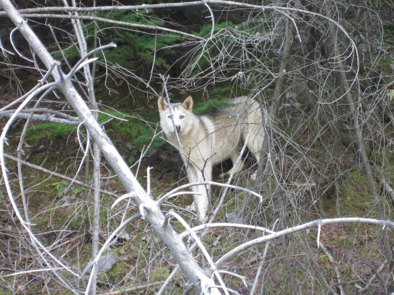 A reader submitted this photo snapped April 17 off I-90 between Wallace and Mullan.  Wildlife experts guess it's likely a wolf hybrid, but they can't be sure. (Jennifer Carter)