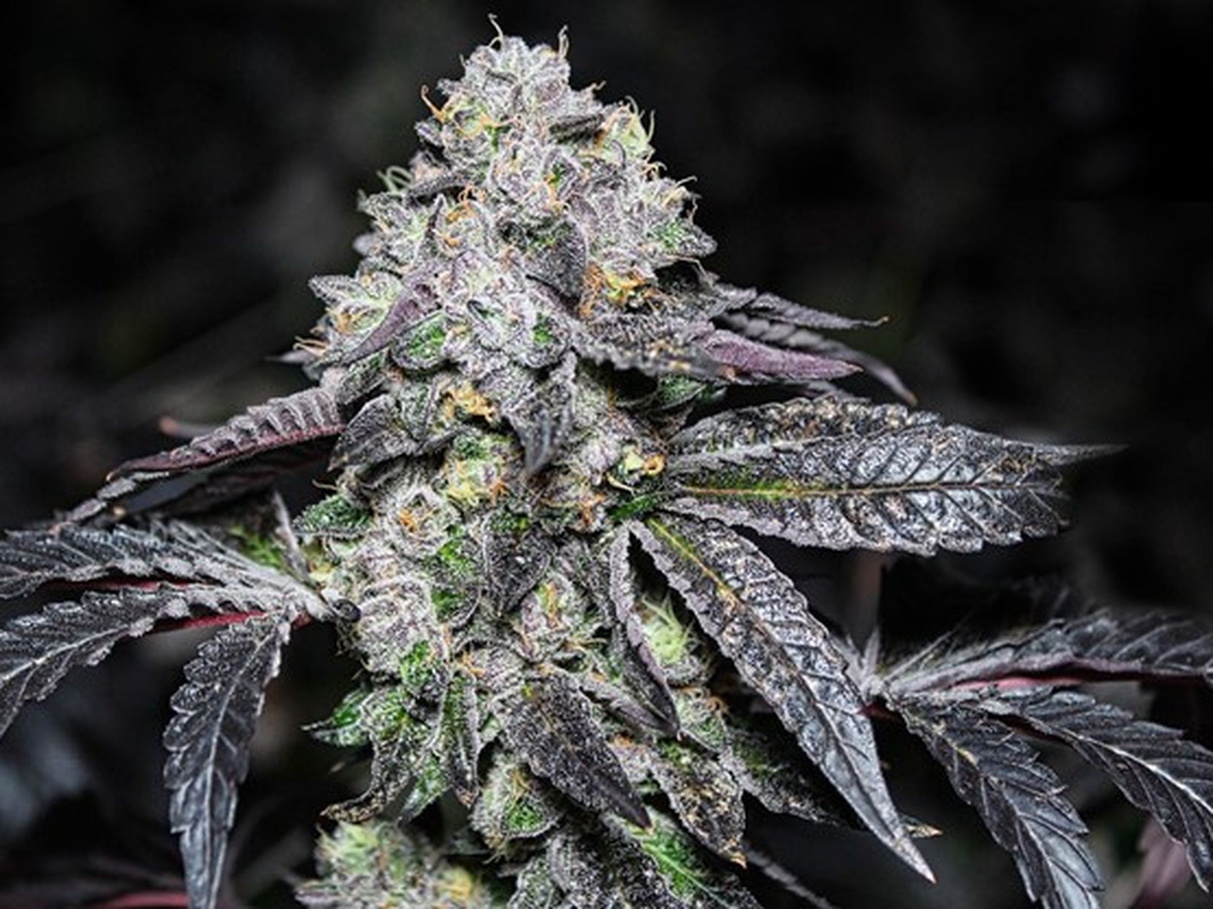 Sunset Sherbet haut niveau de THC - graines de cannabis a cultiver
