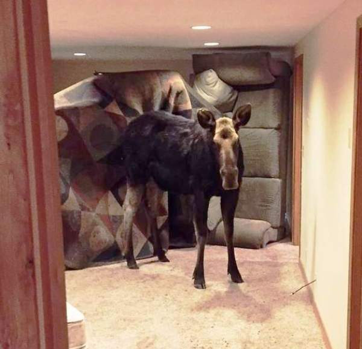 A cow moose stands in a Hailey, Idaho, home after breaking through a window and falling into the basement. (Idaho Department of Fish and Game)