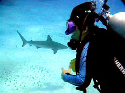 
A researcher has determined that a synthetic liquid replicating the scent of rotting sharks prompts a variety of species – including Caribbean reef sharks like the one in this 1999 photo taken in the Bahamas – to flee when it is released in the water. 
 (File/Associated Press / The Spokesman-Review)