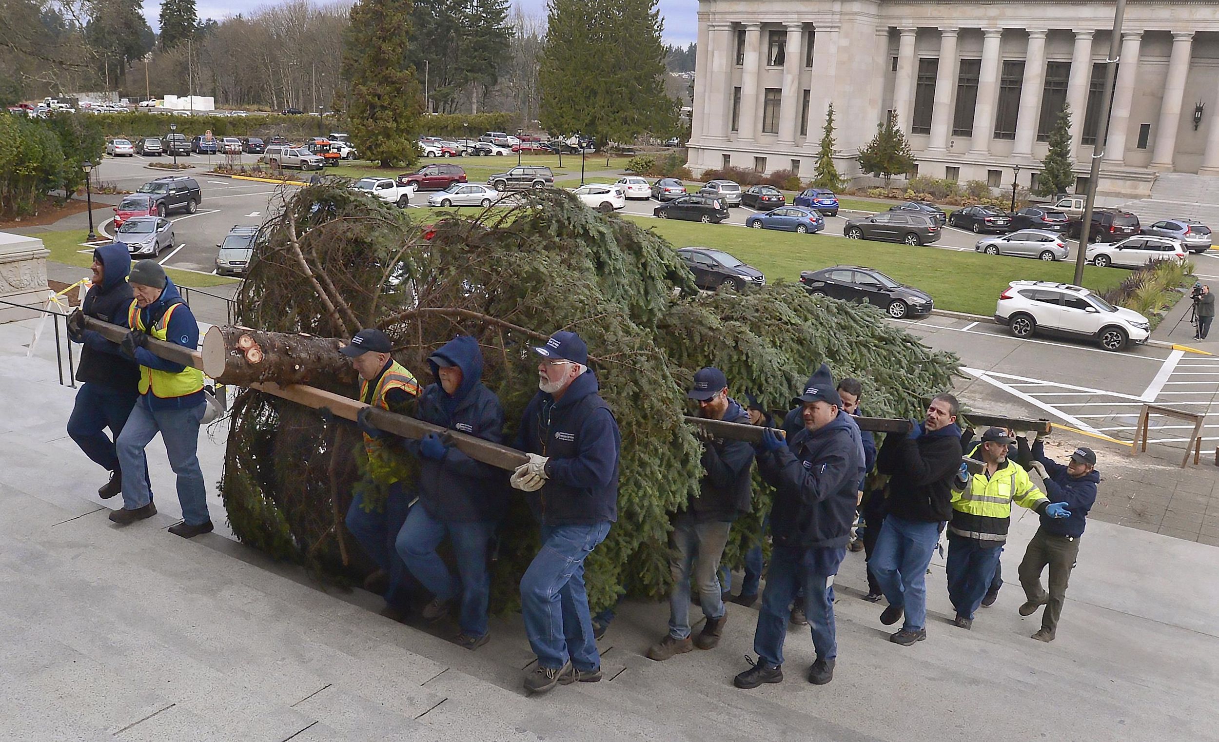 Washington State Tree