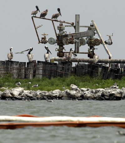 Sea birds roost at Breton National Wildlife Reserve in the Gulf of Mexico off the coast of Louisiana Thursday. The island is surrounded by booms in a attempt to protect the reserve from the oil spill.  (Associated Press)