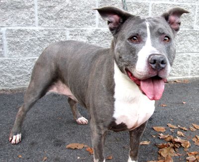 L.A., ID No. 7480, is up for adoption at SCRAPS (Brenda Udelhoven/SCRAPS)