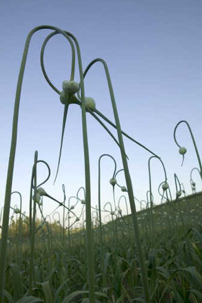 
Garlic scapes are the curlicue stems of the garlic plant, which can be used stir-fried, boiled, roasted or pureed. Photos courtesy of MaryJane Butters
 (Photos courtesy of MaryJane Butters / The Spokesman-Review)
