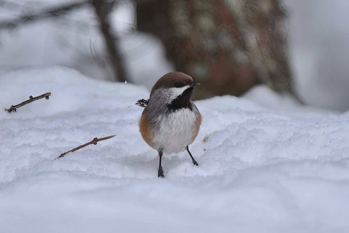 A Boreal Chickadee as seen at Sax-Zim Bog.  (Courtesy of Angela Marie)