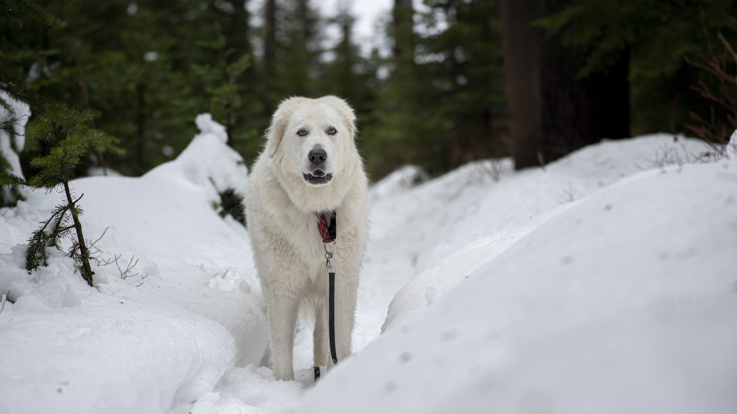 Snowdogs gain popularity among Mainers 