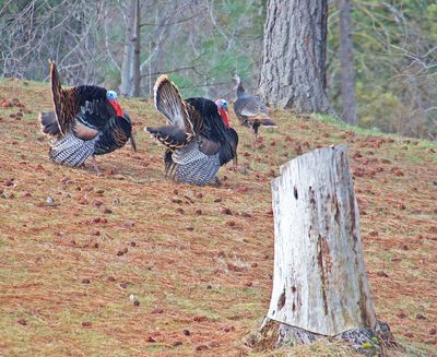Two male turkeys put on a show for a rather disinterested  hen on Sunday. Cindy Miller took this photo along the Spokane River near Mead. (Cindy Miller / Courtesy)
