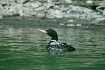 
 A petition seeking Endangered Species Act protection for the  yellow-billed loon, shown here,  has been accepted for review by the U.S. Fish and Wildlife Service. 
 (File Associated Press / The Spokesman-Review)