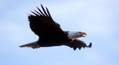 
There is evidence that some of the bald eagles who feed at Lake Coeur d'Alene also make their nests in the Inland Northwest.
 (File / The Spokesman-Review)