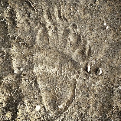 This Oct. 18, 2017 photo provided by Virginia Schmidt shows fresh grizzly bear tracks found on a dirt road in a rural, prairie area east of Cody in northwest Wyoming. (Virginia Schmidt / Associated Press)